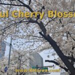 khorea_seoul_cherry_blossom